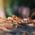 Gaithersburg Termite Control & Extermination by Hughes Termite & Pest Control